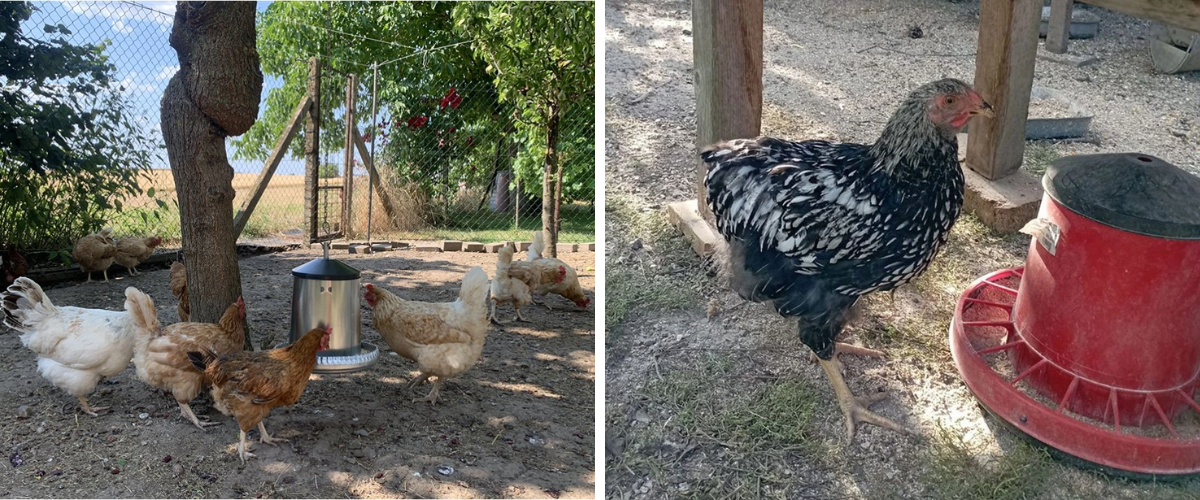 blog-krmitka-drubeze-2